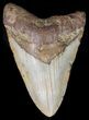 Bargain Megalodon Tooth - North Carolina #41160-1